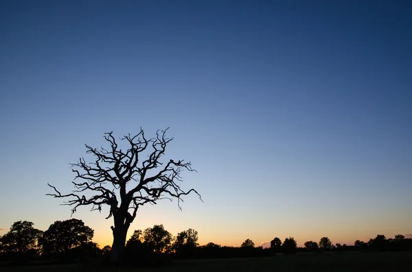 Vecchio albero silhouette — Foto Stock