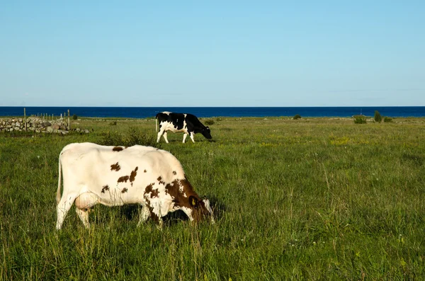 Vacas em pastagem costeira — Fotografia de Stock