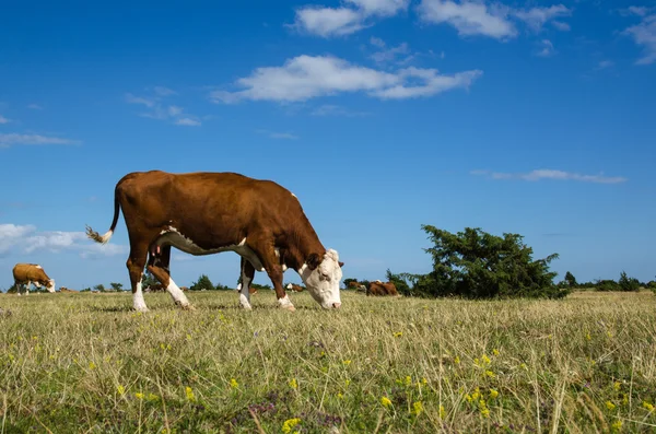 Vaca enrugada em uma grande pastagem — Fotografia de Stock