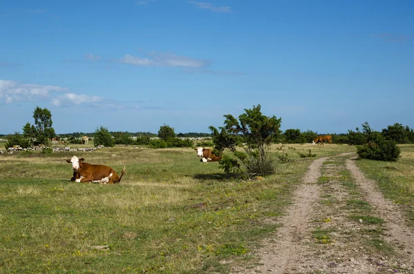 Repouso de gado por uma estrada de terra — Fotografia de Stock