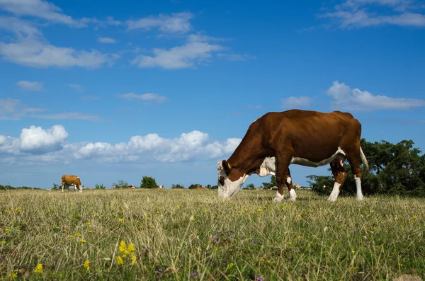 Grazend vee in een grote vlakte grasland — Stockfoto