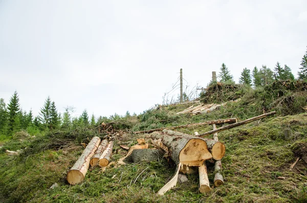 Skogsbruk - skörd förnybara resurser — Stockfoto