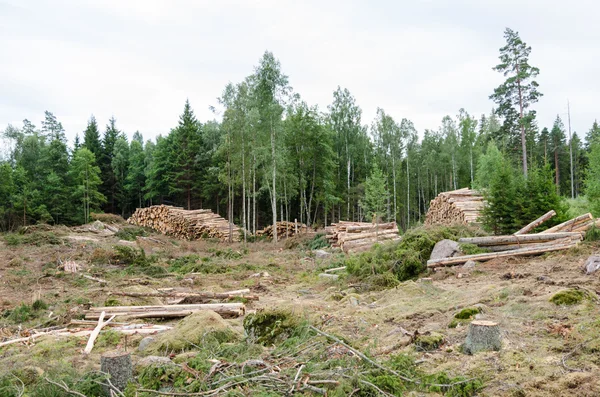 Paisagem florestal com estacas — Fotografia de Stock