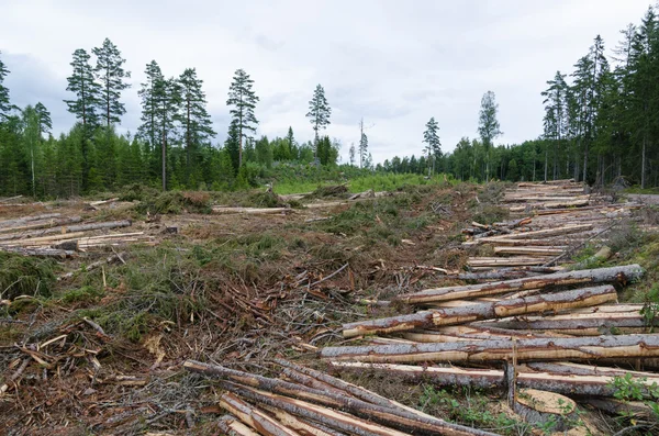 Nyligen skära trädstammar i en skog — Stockfoto