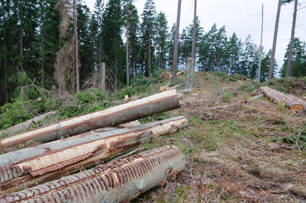 Sklizeň v jehličnatých lesů — Stock fotografie