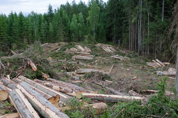 Foresterie avec une zone de coupe claire — Photo