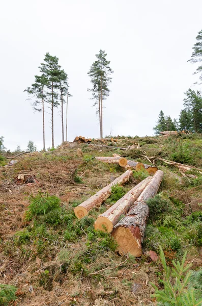 Logs in a clear cut forest — Stock Photo, Image