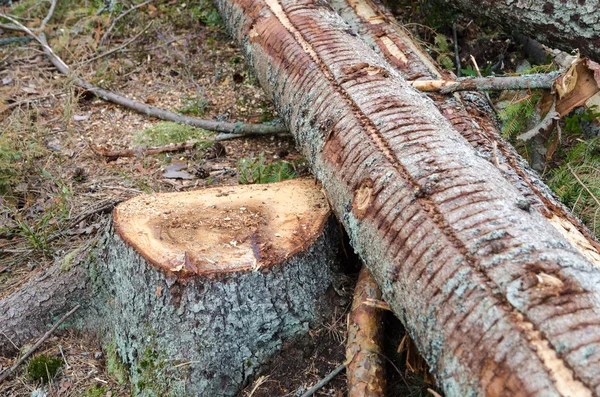 Ceppo con tronco d'albero abbattuto — Foto Stock