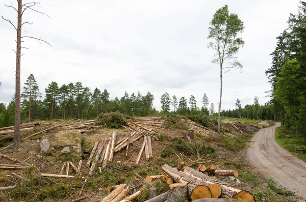 Exploitation forestière par un chemin de gravier — Photo