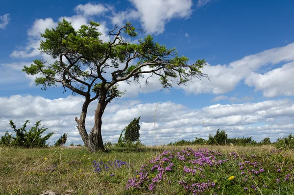 風に吹かれた松の木によって夏ビュー — ストック写真