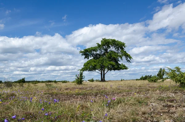 Vanlig gräsmark sommar Visa — Stockfoto