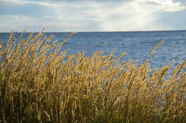 Glühendes Gras an der Küste — Stockfoto