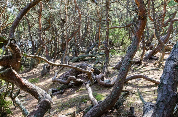 Viejos pinos soplados por el viento —  Fotos de Stock