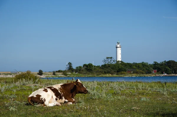 Cow by a coast with a lighthouse — Stock Photo, Image