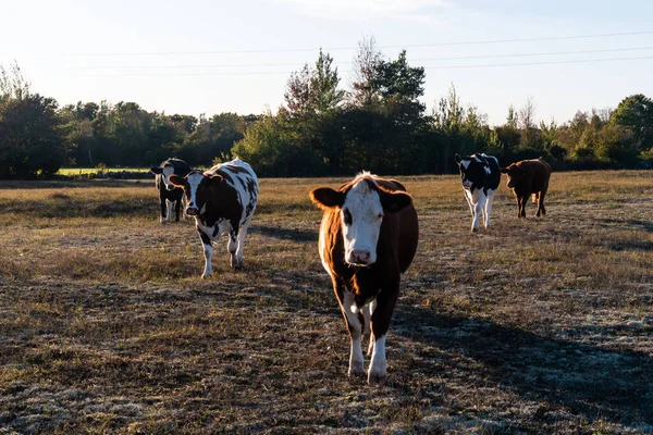 Rinder Unterwegs Auf Einer Trockenen Weide Herbstfarben — Stockfoto