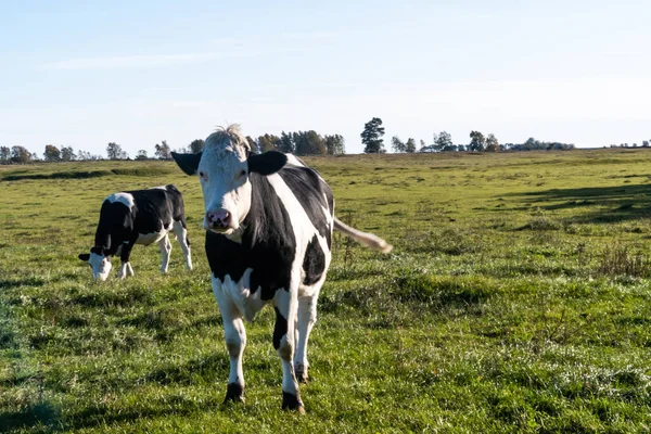 Schwarze Und Weiße Rinder Einer Grünen Landschaft Auf Der Schwedischen — Stockfoto