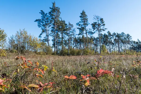 地上の色と松の木の森と秋の自然の景色 — ストック写真