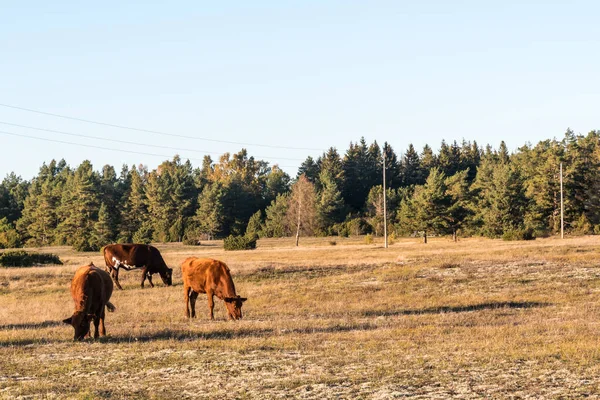 Pâturage Bovins Bruns Dans Une Prairie Sèche Sur Île Oland — Photo