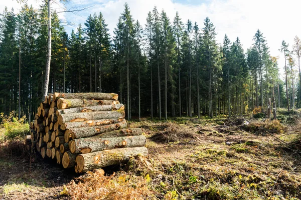 Pieu Chênes Dans Forêt Automne — Photo