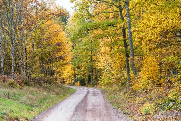 Sonbahar Renklerinde Ormanda Dolambaçlı Bir Yol — Stok fotoğraf