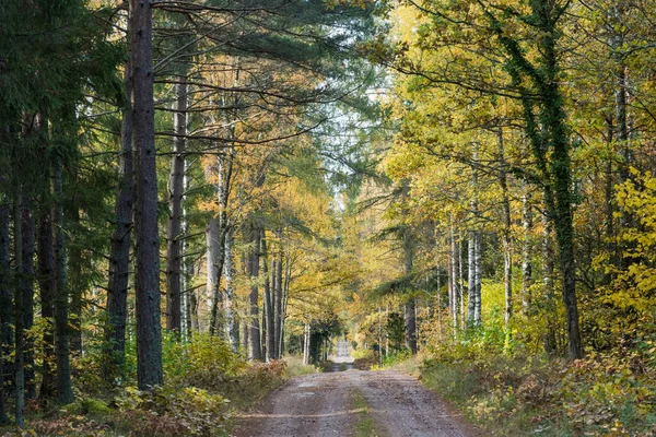 Špinavá Cesta Lesích Podzimní Sezóně Švédské Provincii Smaland — Stock fotografie