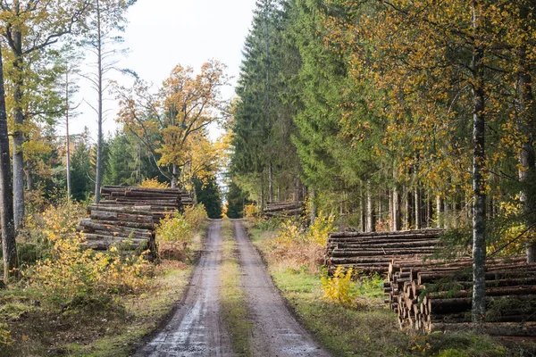 Pile Legname Lungo Strada Nella Stagione Autunnale — Foto Stock