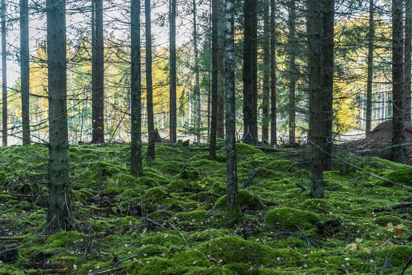 Érintetlen Zöld Mossgrown Erdő Őszi Szezonban — Stock Fotó