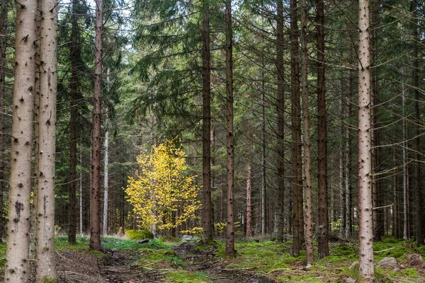 Krásná Zářící Bříza Smrkovém Lese Podzimní Sezóně — Stock fotografie