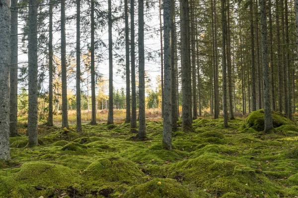 Moss Pokryl Lesní Půdu Smrkovém Lese Podzimním Období — Stock fotografie