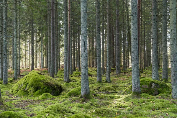 Krásná Atmosféra Zeleném Mechovitém Smrkovém Lese — Stock fotografie