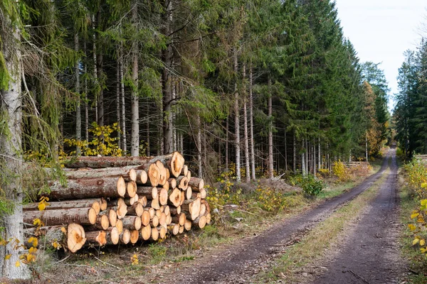 Bûcheron Bordure Route Automne Dans Une Forêt Épinettes — Photo