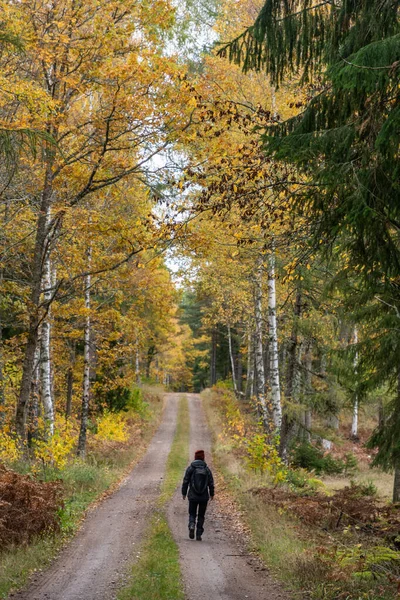 Escursionista Una Strada Forestale Bellissimi Colori Della Stagione Autunnale — Foto Stock