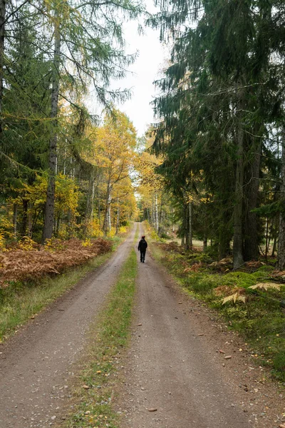 Sveç Smaland Şehrinde Sonbahar Mevsiminde Ormanda Yürüyüş Yapan Bir Yürüyüşçü — Stok fotoğraf