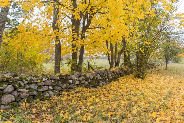 Beautiful Fall Colors Old Dry Stone Wall Horn Island Oland — Stock Photo, Image