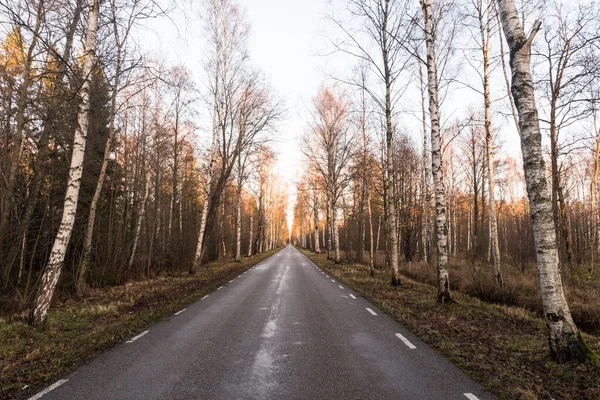 秋に田舎のアスファルト道路で白樺の木の路地 — ストック写真