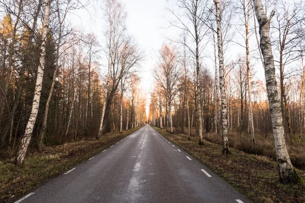 Sonbahar Mevsiminde Asfalt Bir Yol Kenarında Huş Ağacı Geçidi — Stok fotoğraf