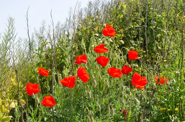Piękne Czerwone Maki Kwiatowe Zielonej Trawie Latem — Zdjęcie stockowe