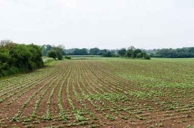 Bir çiftçi tarlasında sıralanmış tohumlar