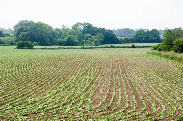 Piantina Semenzaio Fagioli Campo Agricoltori Sull Isola Svedese Oland — Foto Stock