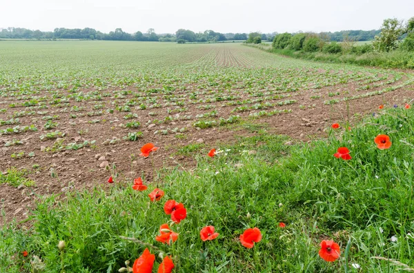 Rode Papaver Bloemen Bij Een Maïsveld Het Zweedse Eiland Oland — Stockfoto