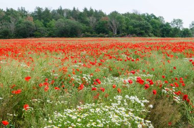 Tarlada bir sürü gelincik ve papatya var.
