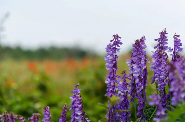 Beautiful Lilac Viches Close — Stock Photo, Image