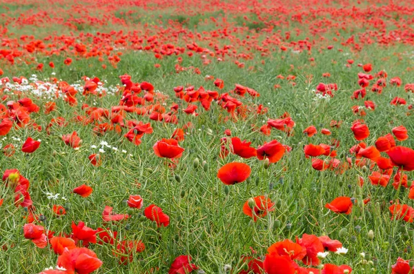 Cornfield Avec Des Coquelicots Partout Dans Champ — Photo