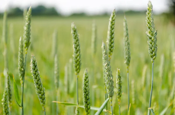 Coltivare Piante Grano Verde Campo Vicino — Foto Stock