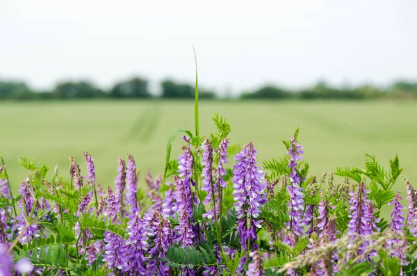 Summer Flowers Violet Blossom Viches Close — Stock Photo, Image