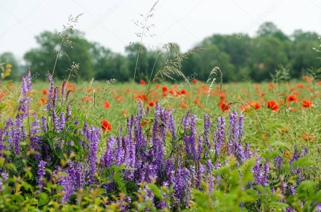 Beautiful blue and red summer flowers in a field