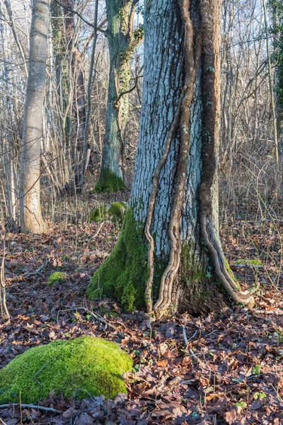 Ivy Rötter Stor Trädstam Ett Naturreservat — Stockfoto