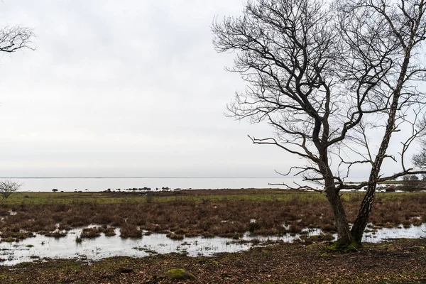 Valkleuren Aan Kust Het Zweedse Natuurgebied Halltorps Hage — Stockfoto