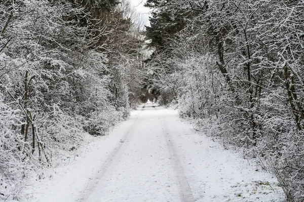 Śnieg Pokryty Chodnikiem Lesie — Zdjęcie stockowe