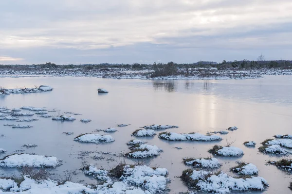 Mechones Hierba Cubiertos Nieve Pastizal Inundado Isla Oland Suecia — Foto de Stock